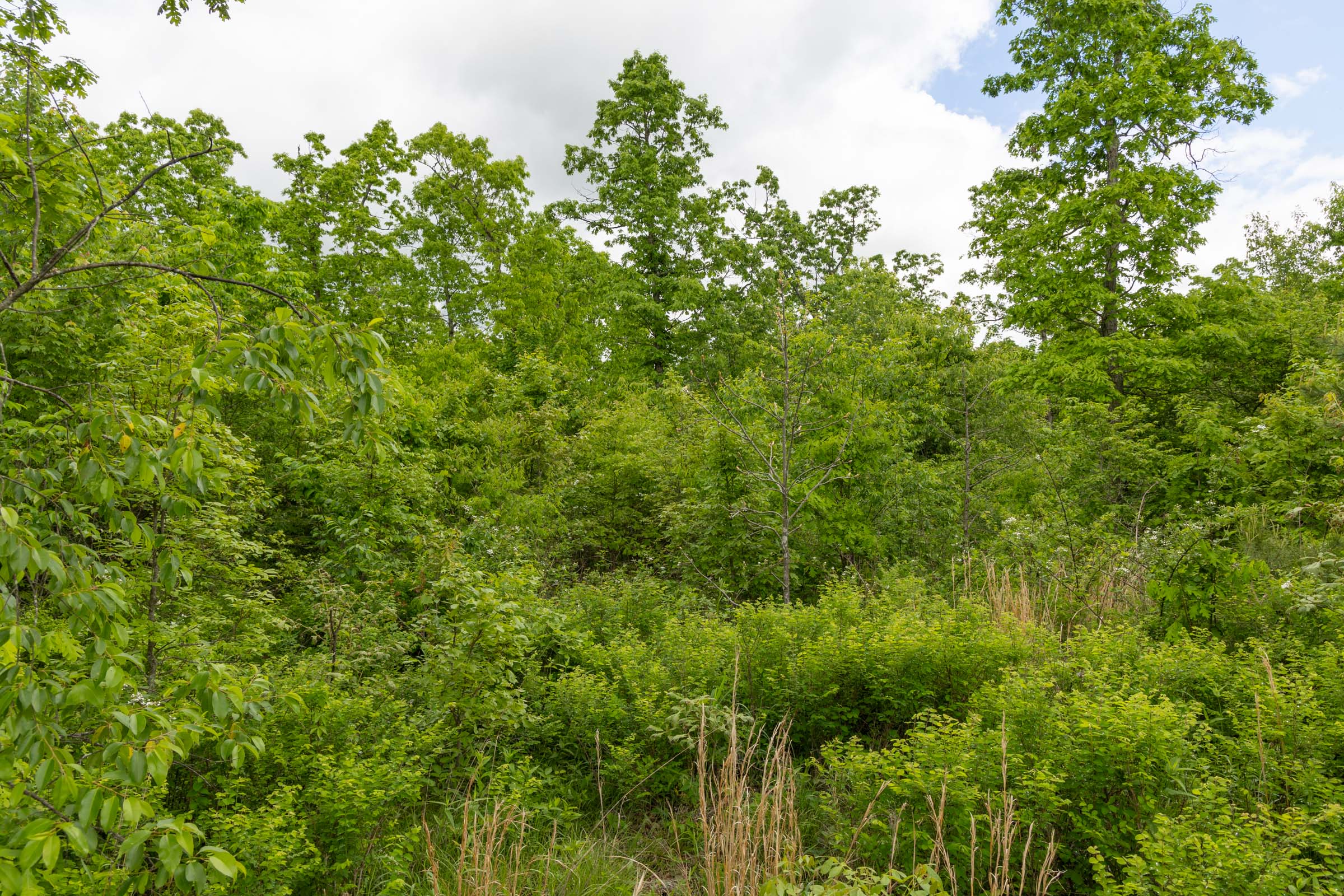 Tract 71 at Sleepy Hollow Phase II in Texas County, Missouri