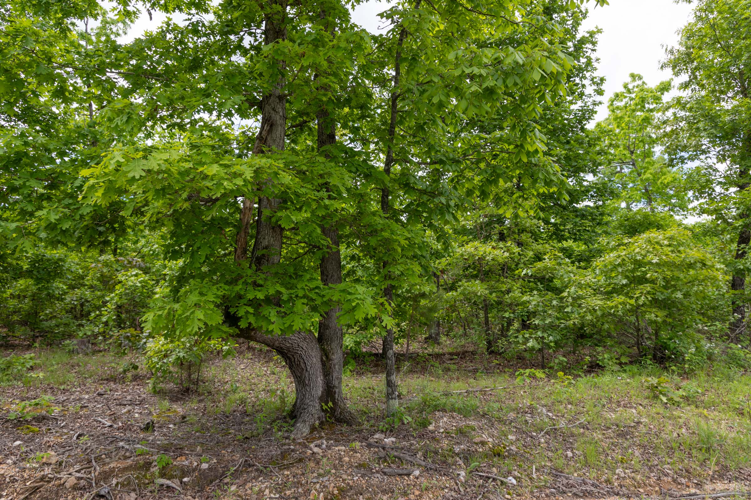 Tract 80 at Sleepy Hollow Phase II in Texas County, Missouri